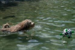 Honden Speelgoed Bal Voetbal Extra Sterk Met Handvaten Ball Hondenbal - 15 Cm - Dutchwide 25 Honden Speelgoed Bal Voetbal Extra Sterk Met Handvaten Ball Hondenbal - 15 Cm - Dutchwide -Hondenserie Winkel 1200x800 48