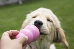 Kong Puppy - Kauwbot Hondenspeelgoed Small - Kauwbot - 85mm X 42mm - Groen/Wit -Hondenserie Winkel 1200x800 64