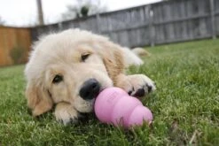 Kong Puppy - Kauwbot Hondenspeelgoed Small - Kauwbot - 85mm X 42mm - Groen/Wit -Hondenserie Winkel 1200x800 65