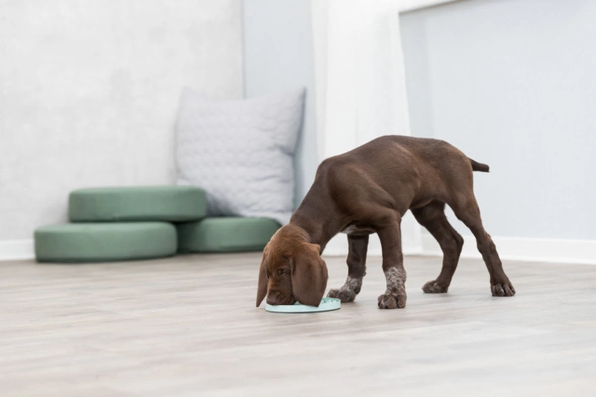 Trixie Junior Likplaat Mintgroen - 21X21 CM 4 Trixie Junior Likplaat Mintgroen - 21X21 CM - Afbeelding 2