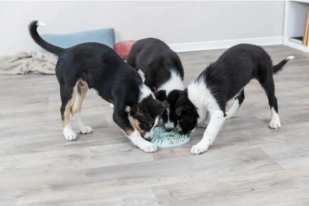 Trixie Junior Likplaat Mintgroen - 21X21 CM 8 Trixie Junior Likplaat Mintgroen - 21X21 CM - Afbeelding 6