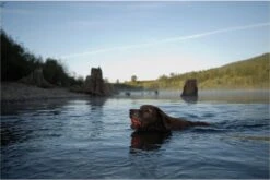 Chuckit! Ultra Ball L – Honden Speelgoed – Apporteren – Drijft Op Water – Stuitert – Veilig Voor Gebit – Honden Bal – Ideaal Met De Ballenwerper – Ø 7cm – Oranje/Blauw – Apporteerspeelgoed – 2-Pack 10 Chuckit! Ultra Ball L – Honden Speelgoed – Apporteren – Drijft Op Water – Stuitert – Veilig Voor Gebit – Honden Bal – Ideaal Met De Ballenwerper – Ø 7cm – Oranje/Blauw – Apporteerspeelgoed – 2-Pack -Hondenserie Winkel 1200x802 3