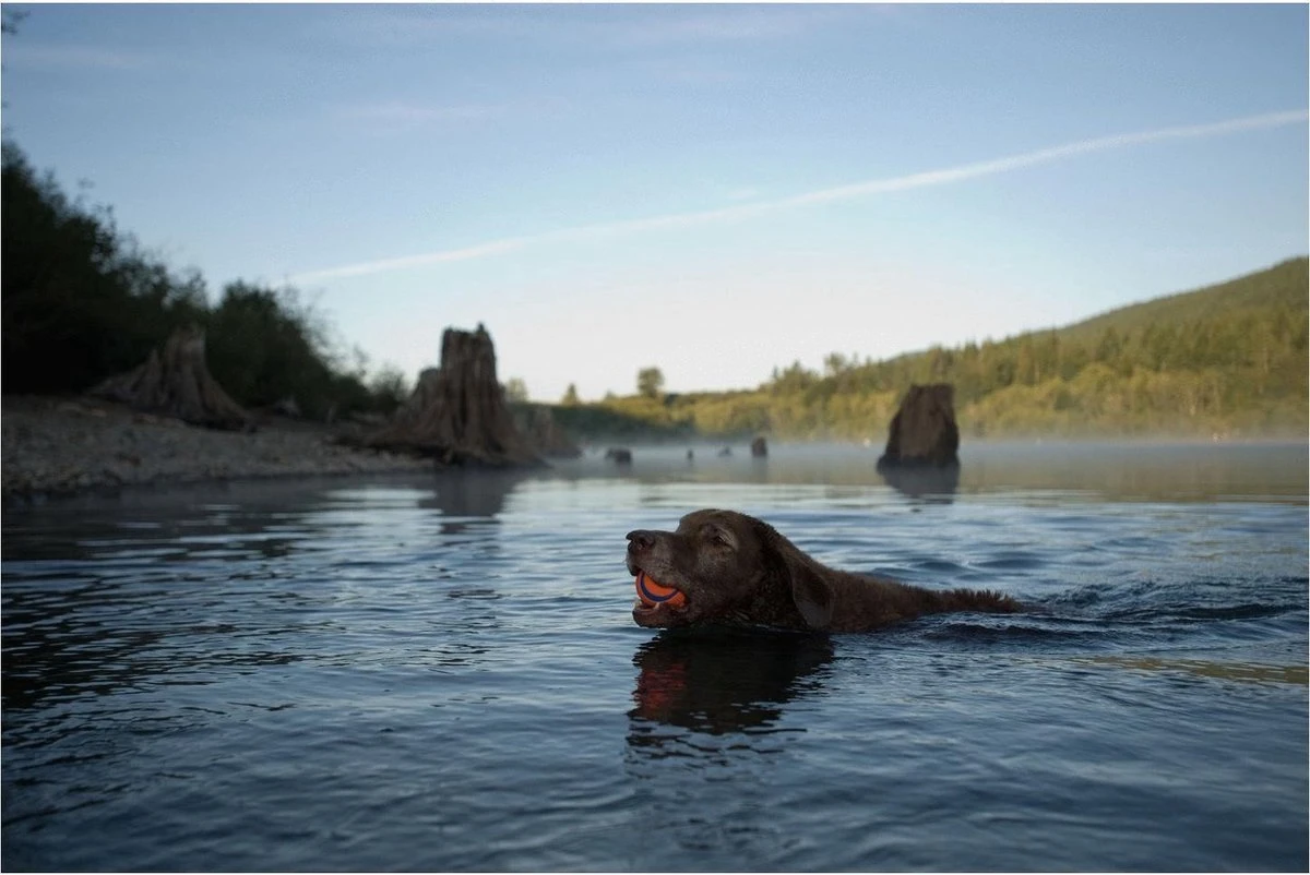 Chuckit! Ultra Ball L – Honden Speelgoed – Apporteren – Drijft Op Water – Stuitert – Veilig Voor Gebit – Honden Bal – Ideaal Met De Ballenwerper – Ø 7cm – Oranje/Blauw – Apporteerspeelgoed – 2-Pack 5 Chuckit! Ultra Ball L – Honden Speelgoed – Apporteren – Drijft Op Water – Stuitert – Veilig Voor Gebit – Honden Bal – Ideaal Met De Ballenwerper – Ø 7cm – Oranje/Blauw – Apporteerspeelgoed – 2-Pack - Afbeelding 3