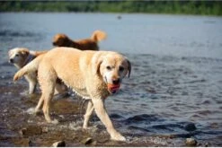 Chuckit! Chuckit Ultra Ball Hondenspeelgoed - Oranje - M - 2 Ballen - Ø 6cm -Hondenserie Winkel 1200x804 2