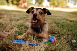 Chuckit! Chuckit Pro Ball - Werpstok - Apporteren- 25m Ver - 63 Cm -Hondenserie Winkel 1200x804 4