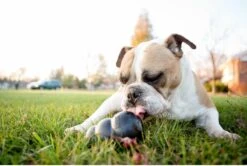 Kong Extreme 25 Kong Extreme -Hondenserie Winkel 1200x805 3