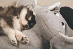 Beeztees Puppy Boomba XL - Hondenspeelgoed - Grijs - 70x40x21 Cm 9 Beeztees Puppy Boomba XL - Hondenspeelgoed - Grijs - 70x40x21 Cm -Hondenserie Winkel 1200x806 9