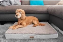 Hondenserie Winkel -Hondenserie Winkel 1200x808