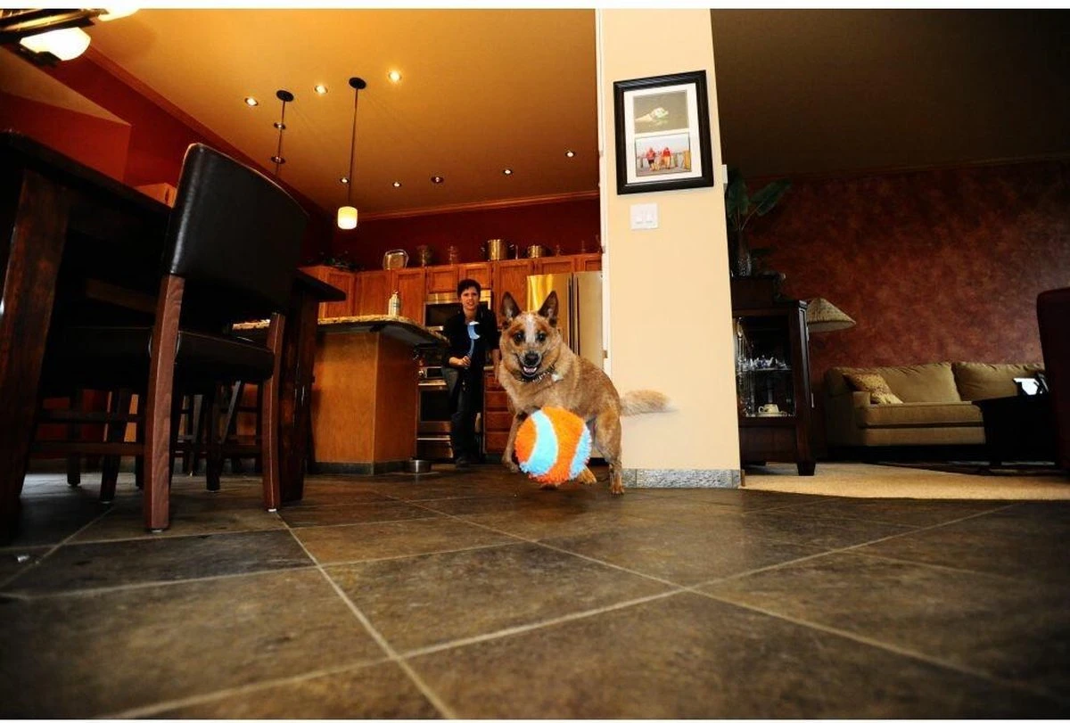 Chuckit! Chuckit Indoor Ball 4 Chuckit! Chuckit Indoor Ball - Afbeelding 2