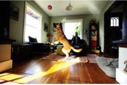 Chuckit! Chuckit Indoor Ball 13 Chuckit! Chuckit Indoor Ball -Hondenserie Winkel 1200x811 3