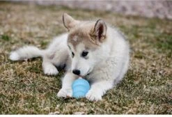 Kong Puppy - Hondenspeelgoed - Assorti - L 29 Kong Puppy - Hondenspeelgoed - Assorti - L -Hondenserie Winkel 1200x818 2