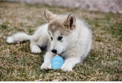 Kong Puppy - Kauwbot Hondenspeelgoed Small - Kauwbot - 85mm X 42mm - Groen/Wit -Hondenserie Winkel 1200x818