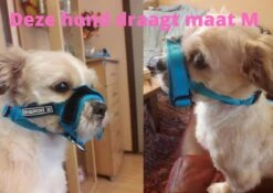 Sharon B Muilkorf Paars Maat M - Fleece - Wasbaar - Reflecterend 14 Sharon B Muilkorf Paars Maat M - Fleece - Wasbaar - Reflecterend -Hondenserie Winkel 1200x852 6