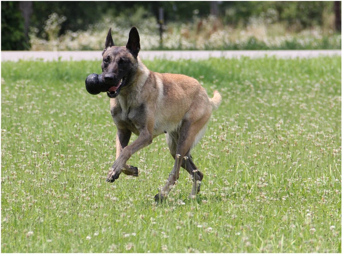 Kong Extreme 8 Kong Extreme - Afbeelding 6