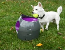 PetSafe Automatische Ballenwerper - Dierenspeelgoed -Hondenserie Winkel 1200x928 2