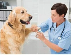 Woodoro Nagelknipper Nagelvijl Nagelschaar Voor Hond En Kat - Incl. Veiligheidsstop 13 Woodoro Nagelknipper Nagelvijl Nagelschaar Voor Hond En Kat - Incl. Veiligheidsstop -Hondenserie Winkel 1200x928 5