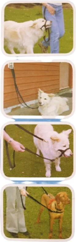 Company Of Animals Halti Trainingslijn - Large - 2 Meter - Verstelbaar - Zwart 19 Company Of Animals Halti Trainingslijn - Large - 2 Meter - Verstelbaar - Zwart -Hondenserie Winkel 378x1200 1