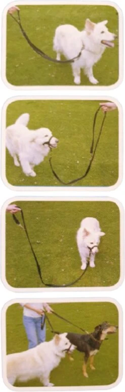 Company Of Animals Halti Trainingslijn - Large - 2 Meter - Verstelbaar - Zwart 20 Company Of Animals Halti Trainingslijn - Large - 2 Meter - Verstelbaar - Zwart -Hondenserie Winkel 384x1200