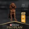 Pro Plan Healthy Start Puppy Large Athletic - Honden Droogvoer - Kip - 12 Kg 1 Pro Plan Healthy Start Puppy Large Athletic - Honden Droogvoer - Kip - 12 Kg -Hondenserie Winkel 573x1200 1