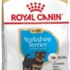 Royal Canin Yorkshire Terrier Junior 1.5 KG 1 Royal Canin Yorkshire Terrier Junior 1.5 KG -Hondenserie Winkel 717x1200 2