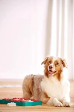 Nina Ottosson - Hondenspel - Dog Brick -Hondenserie Winkel 799x1200