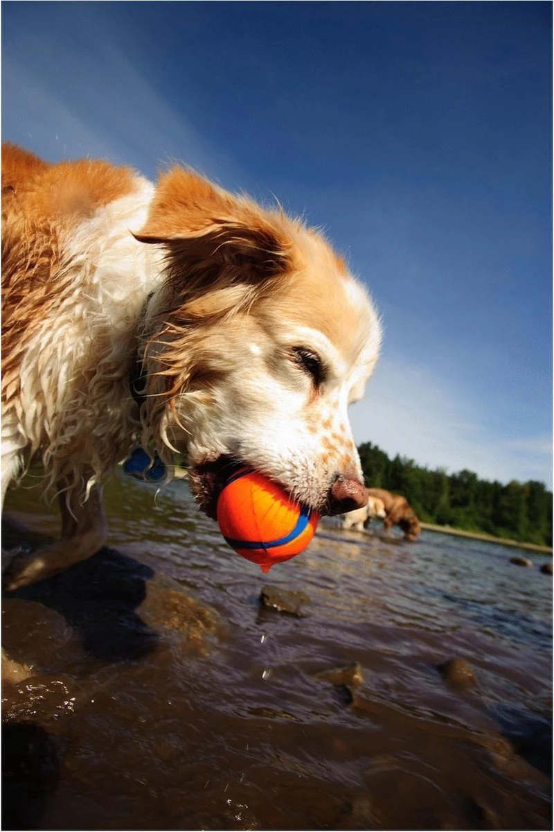Chuckit! Ultra Ball L – Honden Speelgoed – Apporteren – Drijft Op Water – Stuitert – Veilig Voor Gebit – Honden Bal – Ideaal Met De Ballenwerper – Ø 7cm – Oranje/Blauw – Apporteerspeelgoed – 2-Pack 6 Chuckit! Ultra Ball L – Honden Speelgoed – Apporteren – Drijft Op Water – Stuitert – Veilig Voor Gebit – Honden Bal – Ideaal Met De Ballenwerper – Ø 7cm – Oranje/Blauw – Apporteerspeelgoed – 2-Pack - Afbeelding 4
