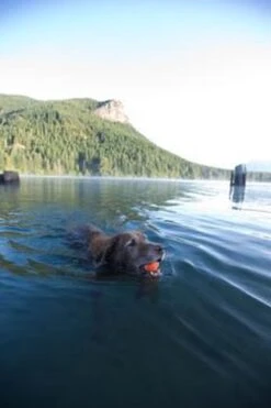 Chuckit! Chuckit Ultra Ball Hondenspeelgoed - Oranje - M - 2 Ballen - Ø 6cm -Hondenserie Winkel 800x1200 17