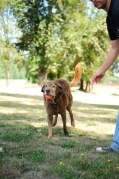 Chuckit! Chuckit Ultra Ball Hondenspeelgoed - Oranje - M - 2 Ballen - Ø 6cm -Hondenserie Winkel 800x1200 18