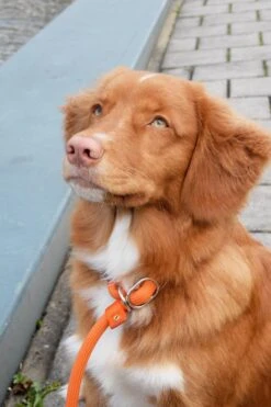 Rebel Petz - Honden Trainingslijn Met Halsband - Taupe, Zwart, Groen & Oranje - Maat Small Of Large - Kleur: Oranje, Maat: Large 34 Rebel Petz - Honden Trainingslijn Met Halsband - Taupe, Zwart, Groen & Oranje - Maat Small Of Large - Kleur: Oranje, Maat: Large -Hondenserie Winkel 800x1200 36