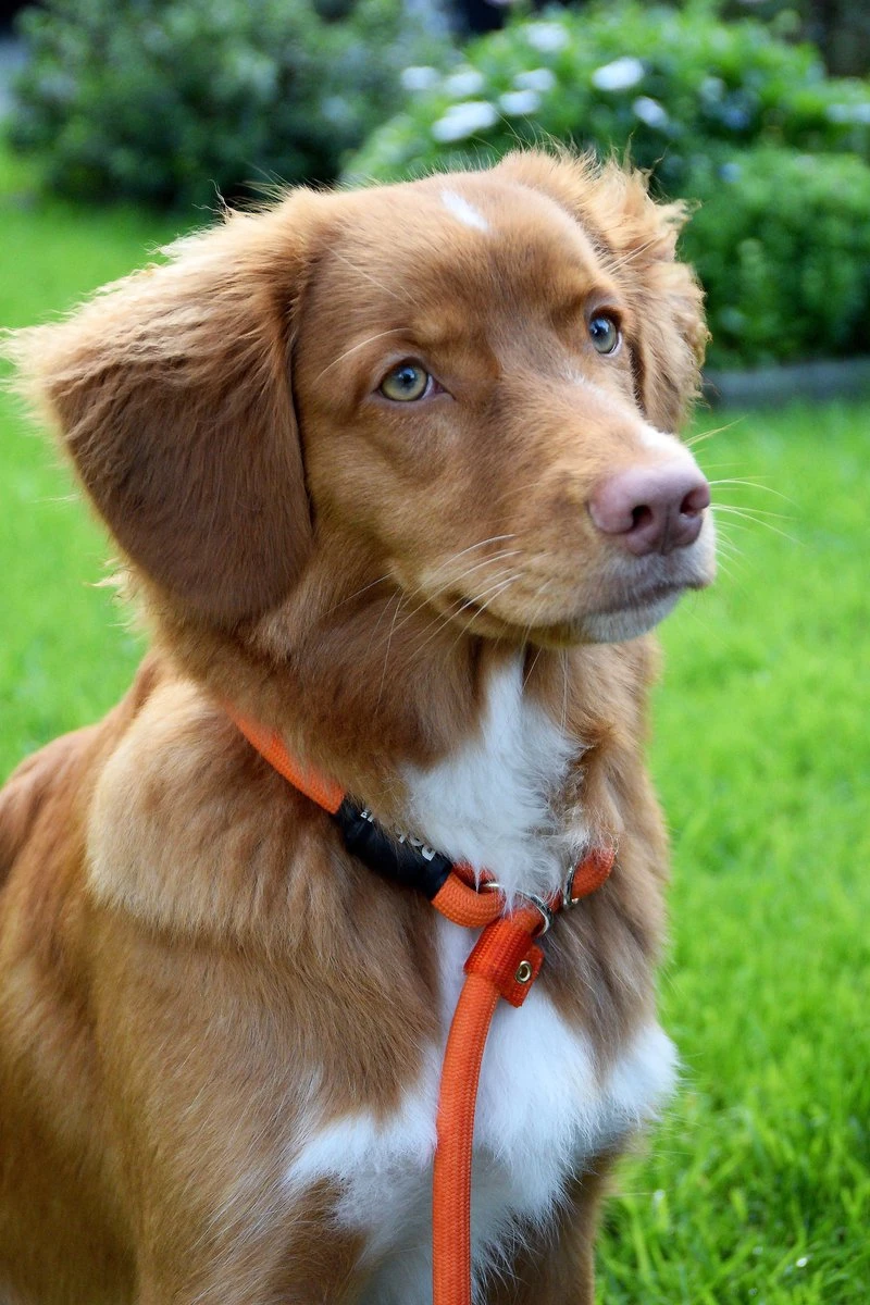 Rebel Petz - Honden Trainingslijn Met Halsband - Taupe, Zwart, Groen & Oranje - Maat Small Of Large - Kleur: Oranje, Maat: Large 19 Rebel Petz - Honden Trainingslijn Met Halsband - Taupe, Zwart, Groen & Oranje - Maat Small Of Large - Kleur: Oranje, Maat: Large - Afbeelding 17