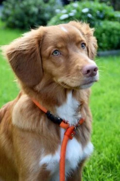 Rebel Petz - Honden Trainingslijn Met Halsband - Taupe, Zwart, Groen & Oranje - Maat Small Of Large - Kleur: Taupe, Maat: Large 35 Rebel Petz - Honden Trainingslijn Met Halsband - Taupe, Zwart, Groen & Oranje - Maat Small Of Large - Kleur: Taupe, Maat: Large -Hondenserie Winkel 800x1200 40