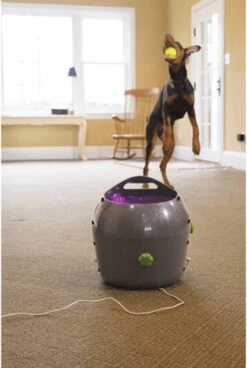 PetSafe Automatische Ballenwerper - Dierenspeelgoed -Hondenserie Winkel 806x1200