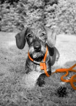 Rebel Petz - Honden Trainingslijn Met Halsband - Taupe, Zwart, Groen & Oranje - Maat Small Of Large - Kleur: Taupe, Maat: Large 36 Rebel Petz - Honden Trainingslijn Met Halsband - Taupe, Zwart, Groen & Oranje - Maat Small Of Large - Kleur: Taupe, Maat: Large -Hondenserie Winkel 870x1200 2