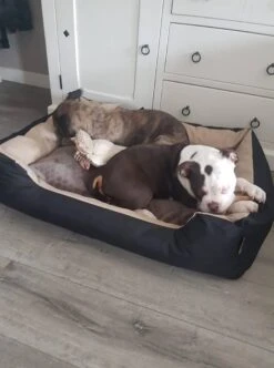 Hondenmand Cordura XXXL – Donkergrijs - 125 X 90 X 24 Cm -Hondenserie Winkel 892x1200 1