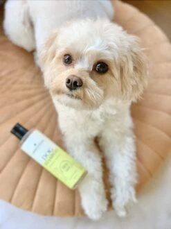 Fresh & Fluffy - Hondenshampoo Kamille / Patchouli - Geschikt Voor Alle Hondenrassen - Natuurlijk & Vegan Voor De Gevoelige Huid - 250ml -Hondenserie Winkel 899x1200 12