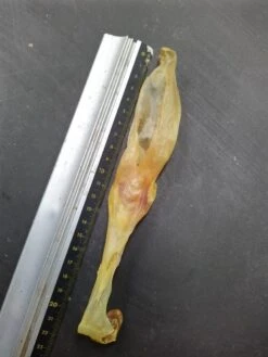 Konijn Oor Konijnoren 1kg Van De Snackmeester 100% Natuurlijk Natural Naturel 9 Konijn Oor Konijnoren 1kg Van De Snackmeester 100% Natuurlijk Natural Naturel -Hondenserie Winkel 900x1200 12