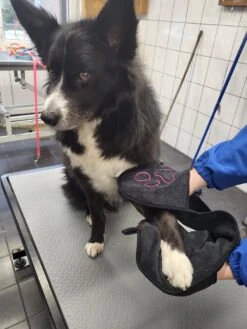 N4dogs – Hondenhanddoek – Honden Handdoek – Microvezel Handdoek – Handdoek Hond – Droogdoek Hond – Dierendeken – Sterk Absorberend – Handdoek Met Zakken - Zwart - 66 X 23 Cm 10 N4dogs – Hondenhanddoek – Honden Handdoek – Microvezel Handdoek – Handdoek Hond – Droogdoek Hond – Dierendeken – Sterk Absorberend – Handdoek Met Zakken - Zwart - 66 X 23 Cm -Hondenserie Winkel 900x1200 20