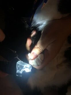 SunnyPets - Professionele Dieren Nagelknipper - Wit - Met LED En Vijl - Hond - Kat - Geschikt Voor Alle - Nageltang 12 SunnyPets - Professionele Dieren Nagelknipper - Wit - Met LED En Vijl - Hond - Kat - Geschikt Voor Alle - Nageltang -Hondenserie Winkel 900x1200 21