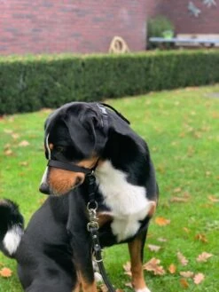 Gentle Leader Hoofdhalster Medium Zwart Beaphar 21 Gentle Leader Hoofdhalster Medium Zwart Beaphar -Hondenserie Winkel 900x1200 29