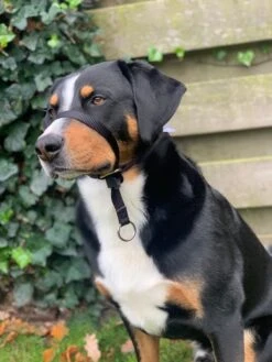 Gentle Leader Hoofdhalster Medium Zwart Beaphar 22 Gentle Leader Hoofdhalster Medium Zwart Beaphar -Hondenserie Winkel 900x1200 30