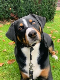 Gentle Leader Hoofdhalster Medium Zwart Beaphar 23 Gentle Leader Hoofdhalster Medium Zwart Beaphar -Hondenserie Winkel 900x1200 31