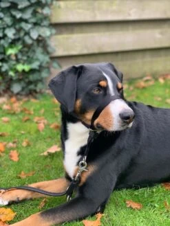 Gentle Leader Hoofdhalster Medium Zwart Beaphar 24 Gentle Leader Hoofdhalster Medium Zwart Beaphar -Hondenserie Winkel 900x1200 32