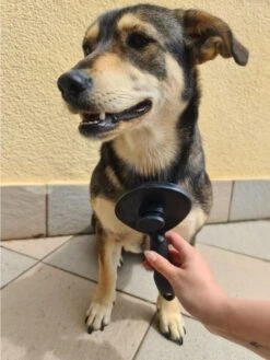 Purlov Zelfreinigende Kattenborstel En Hondenborstel - Haarverwijderaar Voor Huisdieren - Hondenborstel -Hondenhaar Kattenhaar Verwijderaar 15 Purlov Zelfreinigende Kattenborstel En Hondenborstel - Haarverwijderaar Voor Huisdieren - Hondenborstel -Hondenhaar Kattenhaar Verwijderaar -Hondenserie Winkel 901x1200 2