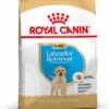 Royal Canin Labrador Retriever Junior 12 KG 2 Royal Canin Labrador Retriever Junior 12 KG -Hondenserie Winkel 904x1200