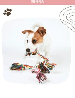 Speeltouw Hond - 3 Stuks - Speelgoed Hond - Flostouw - Hondenspeelgoed - Puppy - Trektouw 20 Speeltouw Hond - 3 Stuks - Speelgoed Hond - Flostouw - Hondenspeelgoed - Puppy - Trektouw -Hondenserie Winkel 912x1200 10