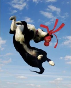 Kong Wubba - Hondenspeelgoed - Assorti - S: 24 Cm 21 Kong Wubba - Hondenspeelgoed - Assorti - S: 24 Cm -Hondenserie Winkel 973x1200